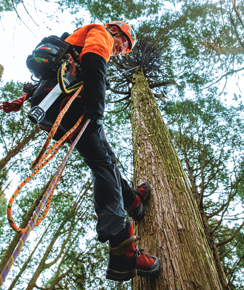 SINGING TREE Rope Runner シンギングツリー ロープランナー ツリー 