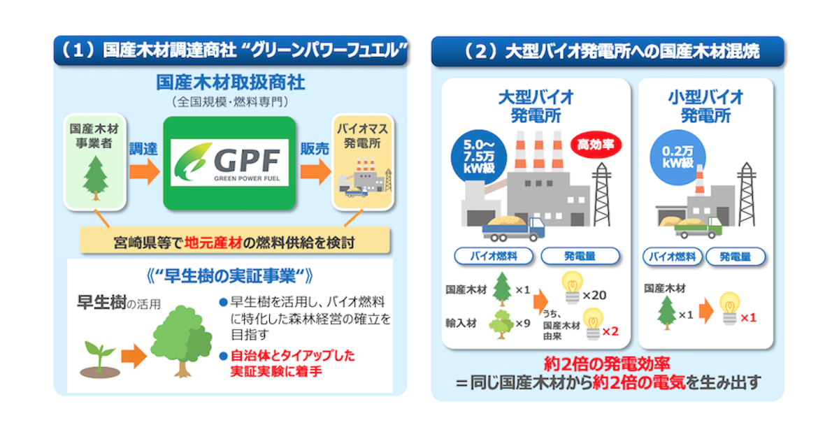 大阪ガスが木質バイオマス発電燃料の地産地消化に向け、早生樹の利活用